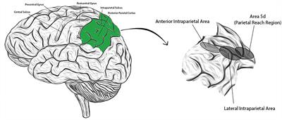 Cognition in Sensorimotor Control: Interfacing With the Posterior Parietal Cortex